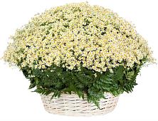 Цветочная композиция из Ромашки в корзине #REPLACE_PRED# Кингисеппе